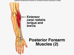 Extensor carpi radialis longus