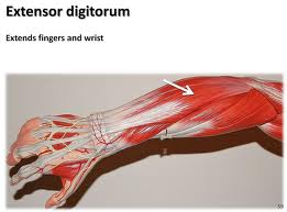 Extensor digitorum