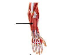 Extensor carpi ulnaris