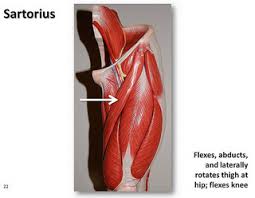 Sartorius