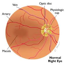 Optic disc