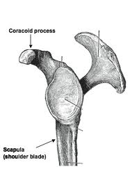 Coracoid process