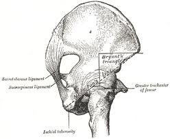 Anterior superior iliac spine