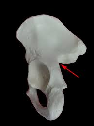 Greater sciatic notch