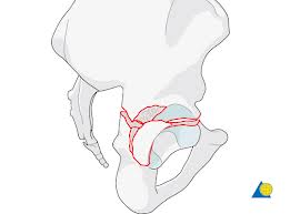 Acetabulum