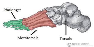 Tarsals