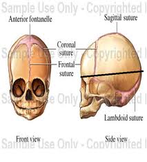 The Fetal Skull •  Frontal b