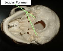 Jugular foramen