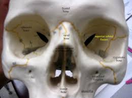 Superior orbital fissure