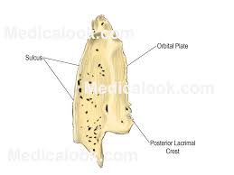 Lacrimal bones
