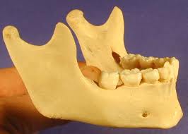 Alveolar margin of the Maxilla