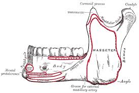 Mental foramen