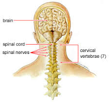 Cervical