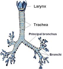 Trachea