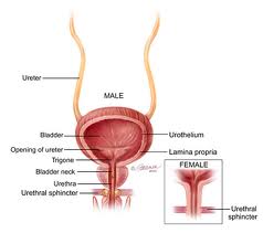 Ureters