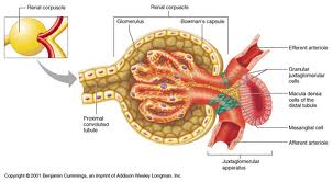 Renal corpuscle