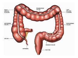 Large intestine