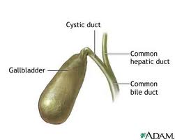 Gallbladder