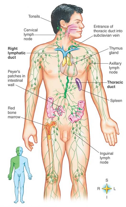 lympatic