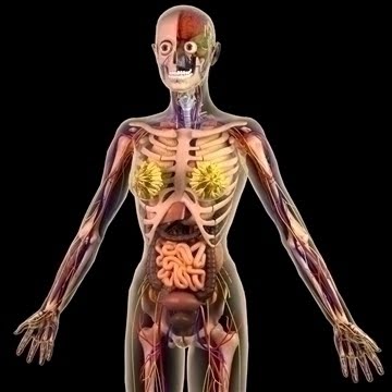 Anatomy Diagram Of Human Body