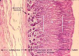 Histology Of Stomach