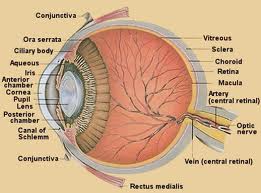 Eye anatomy