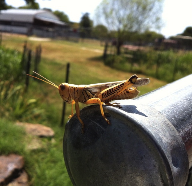 Differential Grasshopper