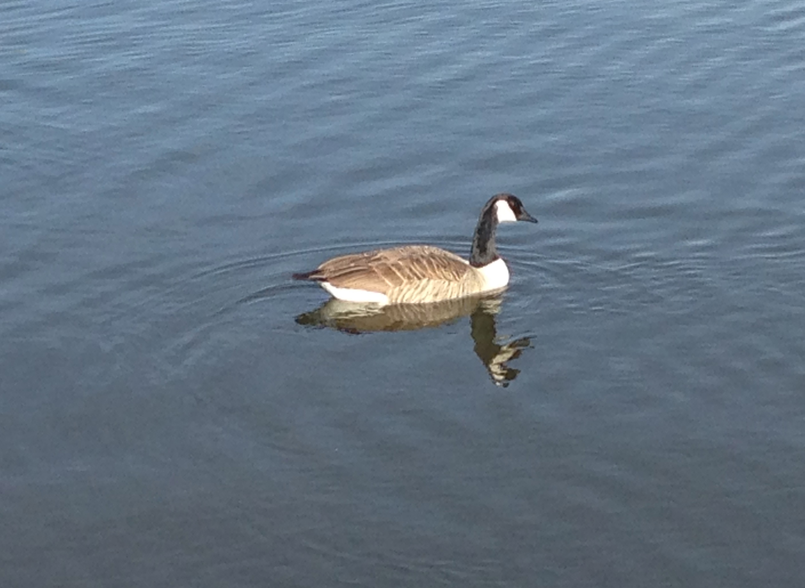 Canada Goose