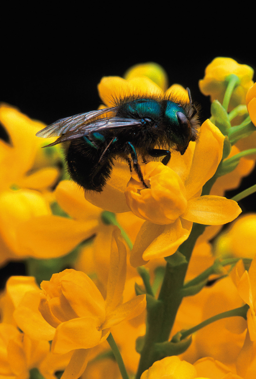 Blueberry bees (Osmia ribifloris) are efficient pollinators of a variety of plants, including this b