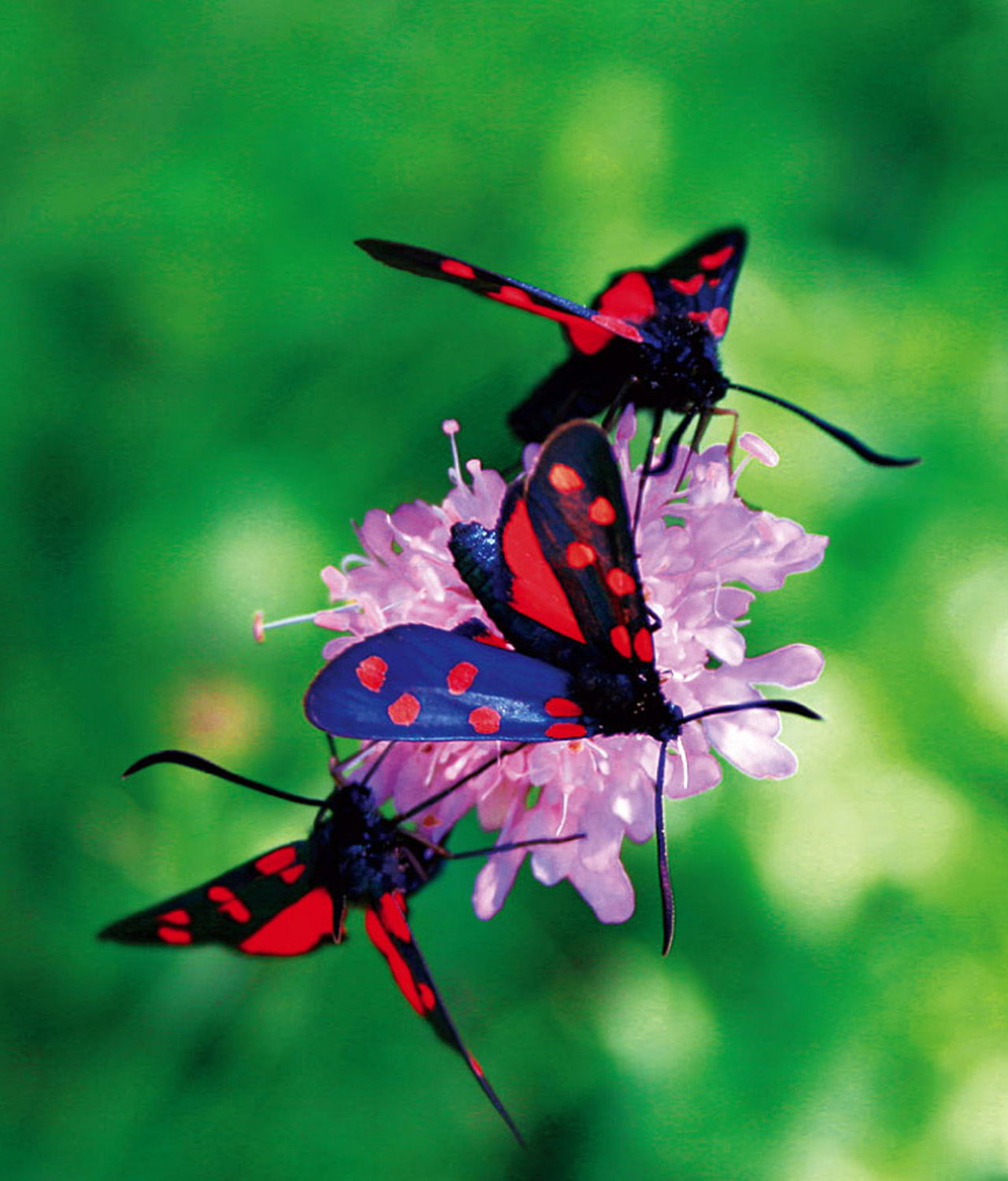 Female burnet moths (Zygaena filipendulae) perch on purple blossoms