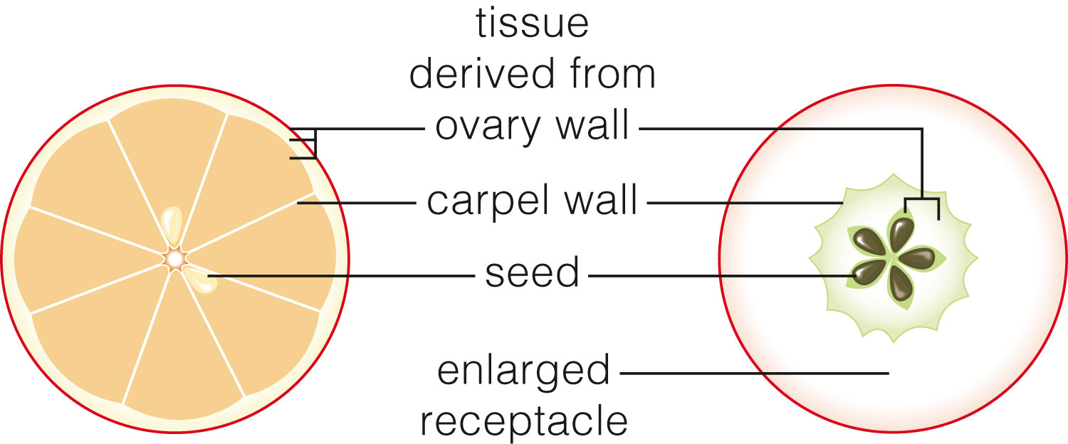 Fruit Development