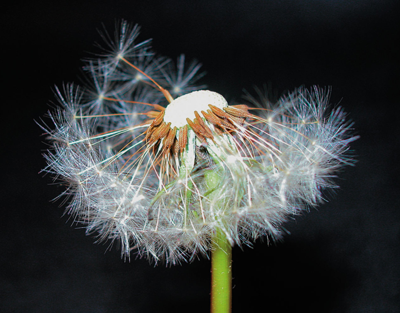 Wind that lifts the hairy modified sepals of a dandelion (Taraxacum) fruit may carry the attached se