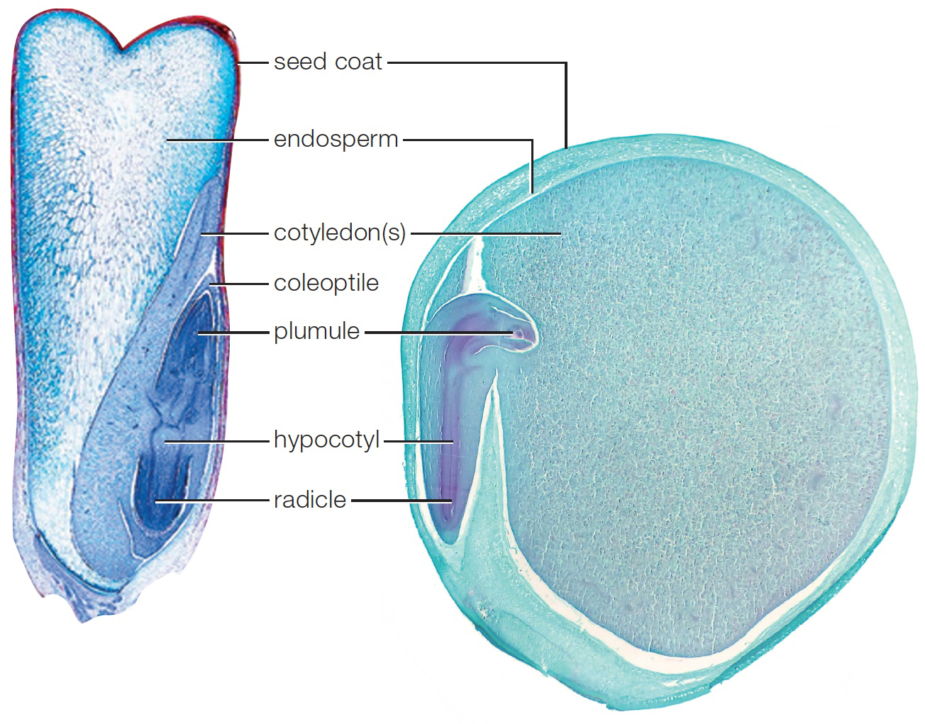 Anatomy of a seed. Left, corn (Zea Mays), a monocot; right, pea (Pisum sativum), a eudicot