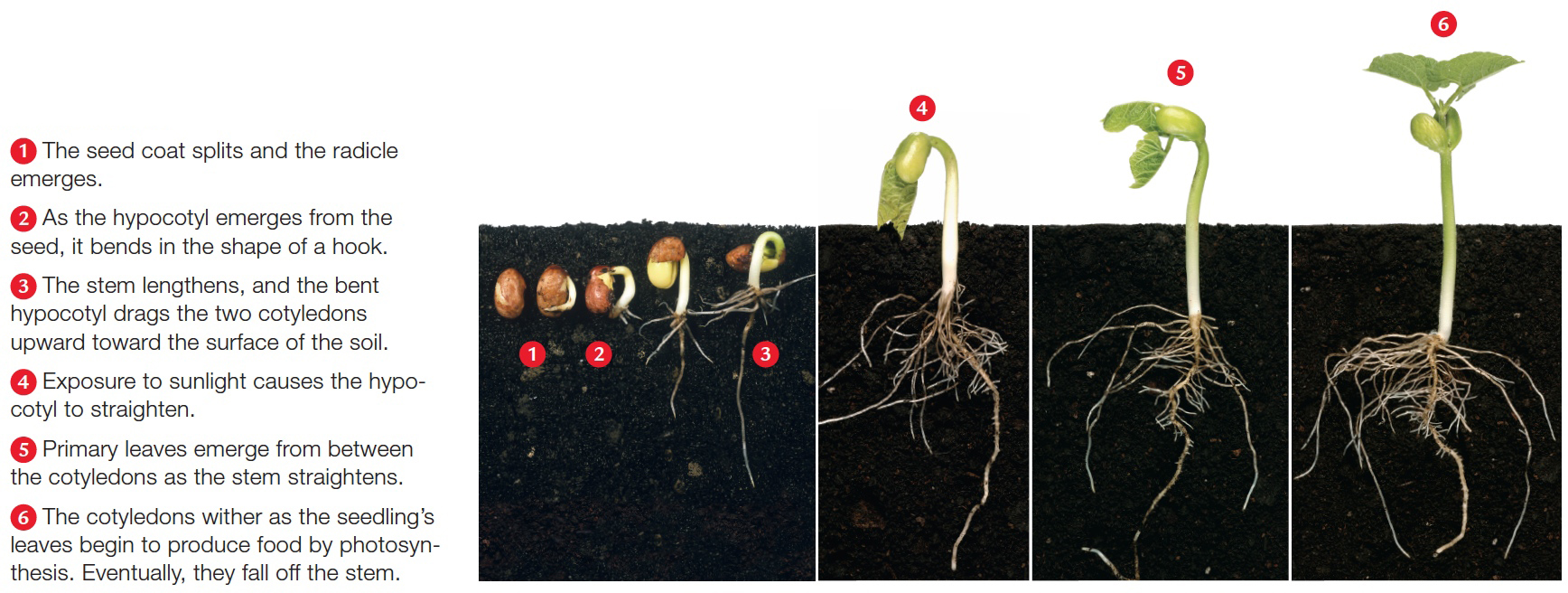 Early growth of the common bean (Phaseolus vulgaris), a typical eudicot.