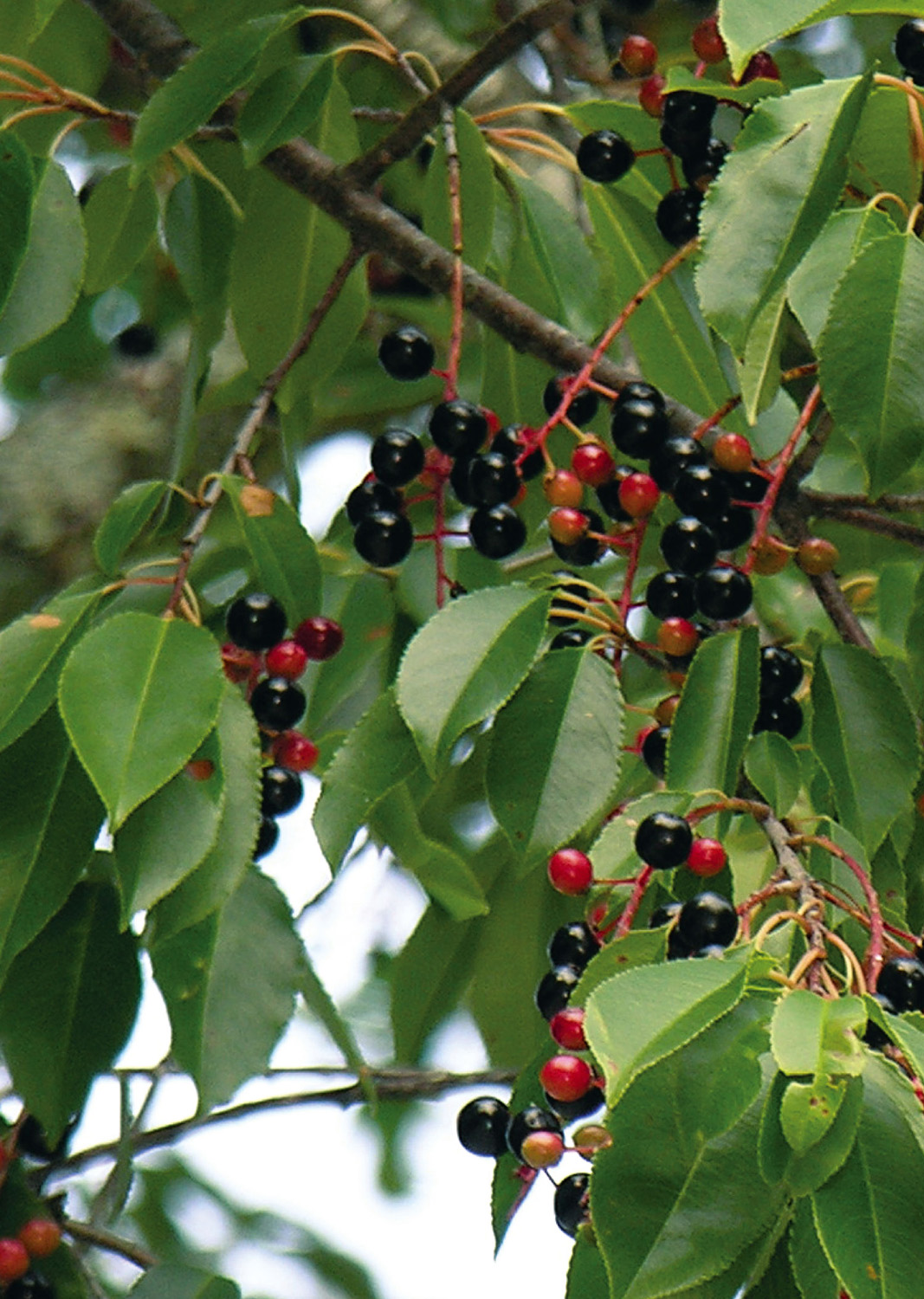 Ripening black cherries (Prunus serotina) release ethylene that stimulates abscission of the fruits