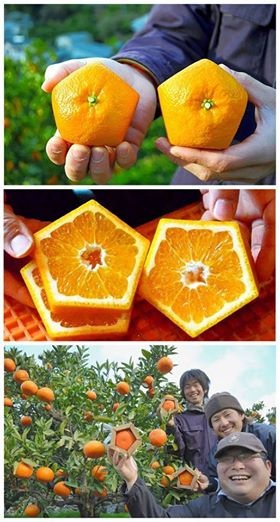 Japanese farmers create pentagon-shaped oranges