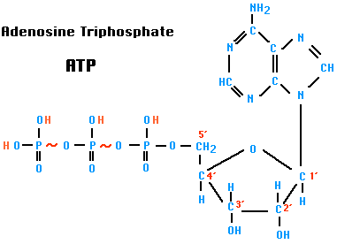 ATP