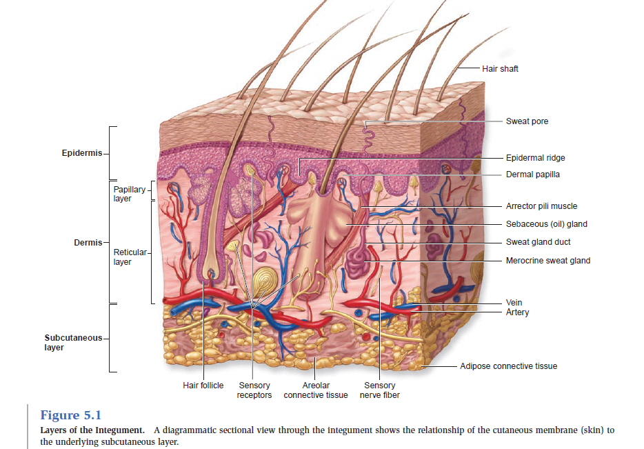 Layers of the Integument