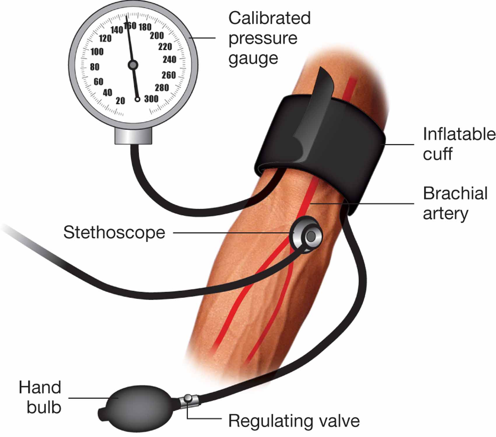 Measuring the blood ¬pressure.