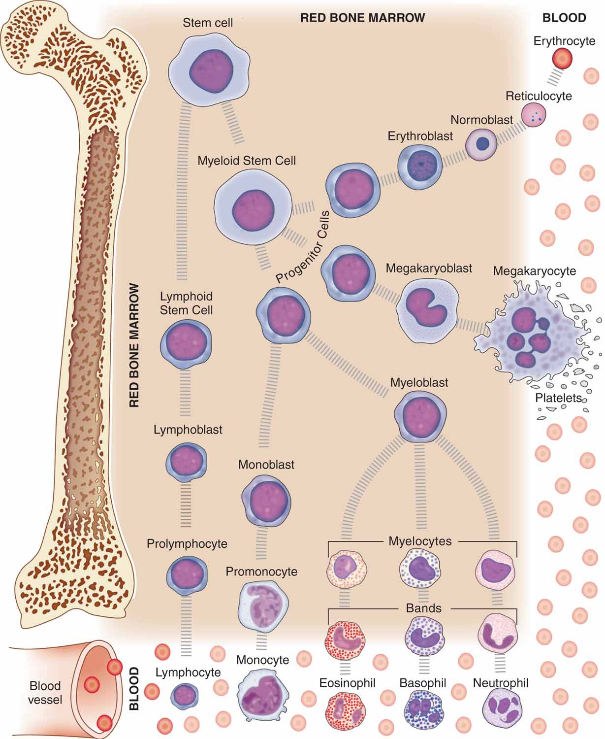 Hematopoiesis.