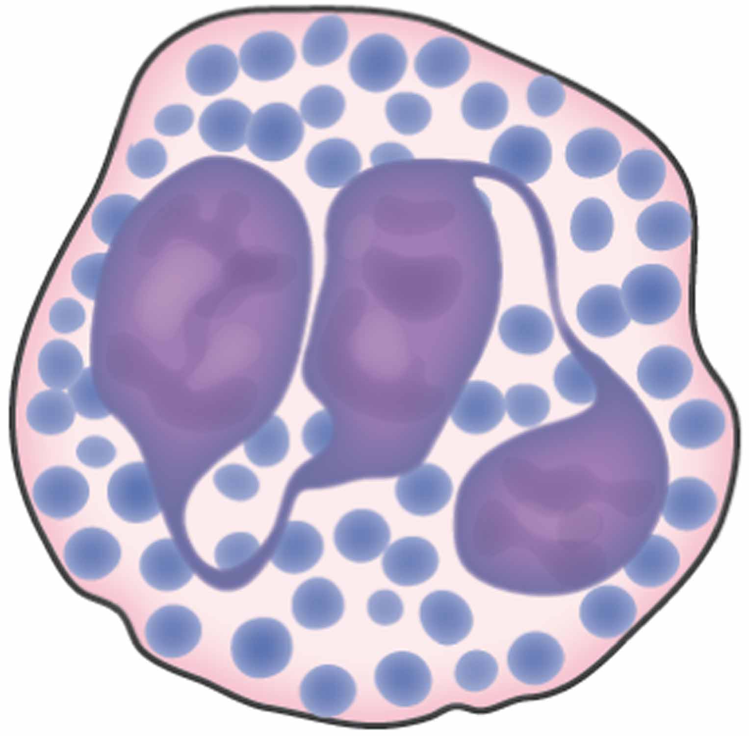 Basophil.