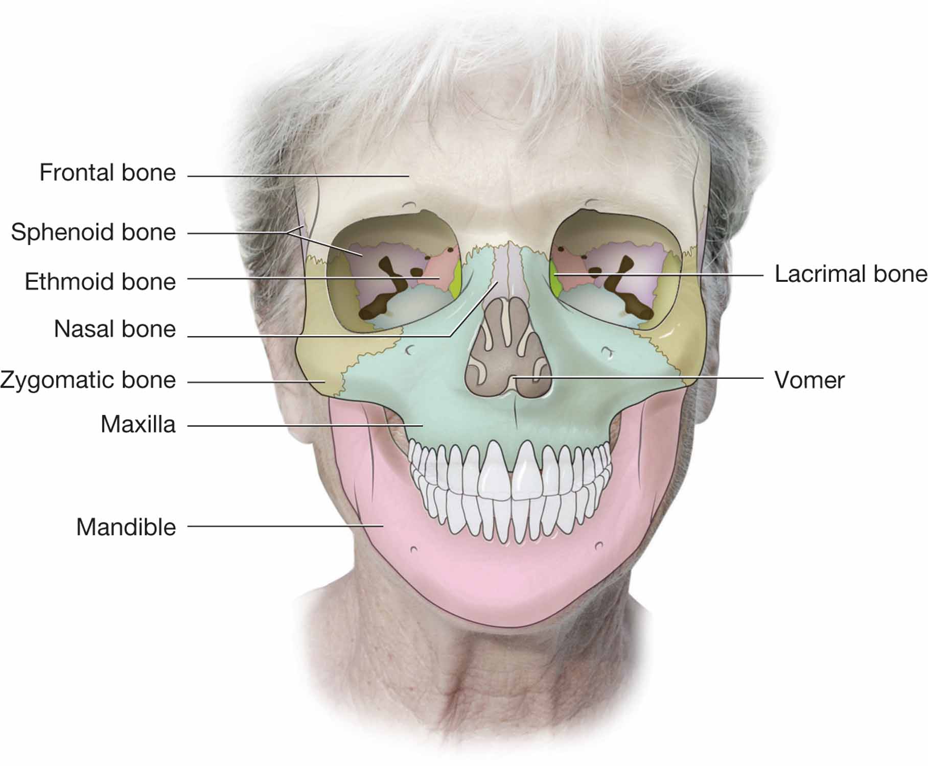 Front view of the cranium and facial bones.