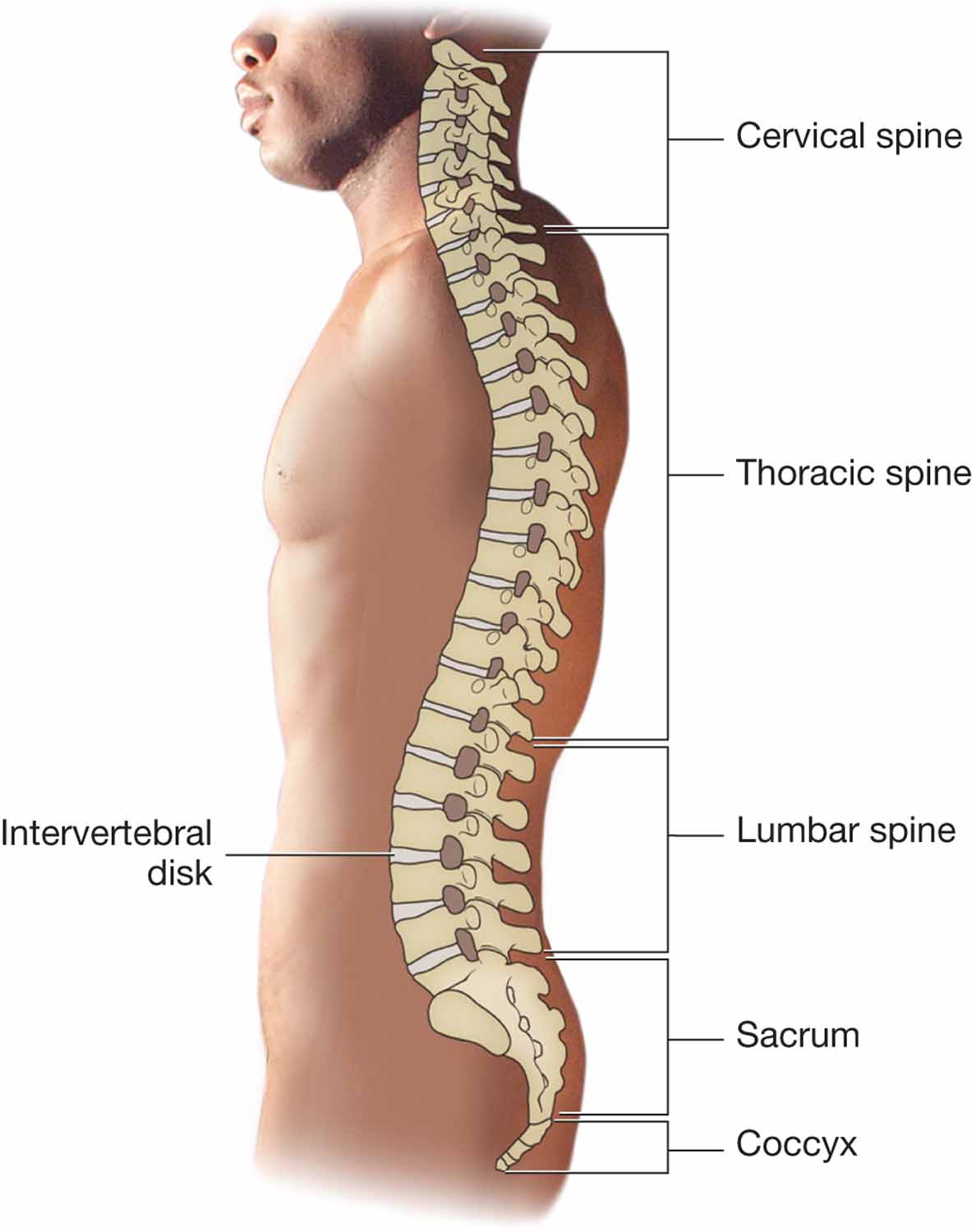 Bones of the spinal column.