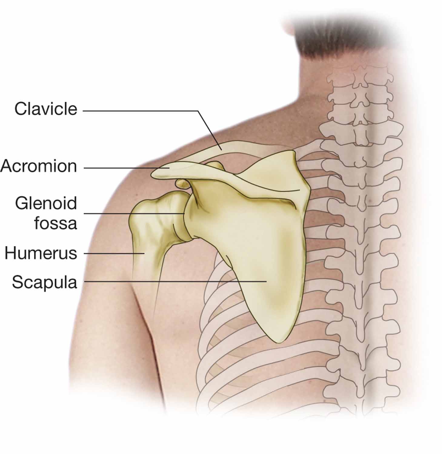 Bones of the shoulder.