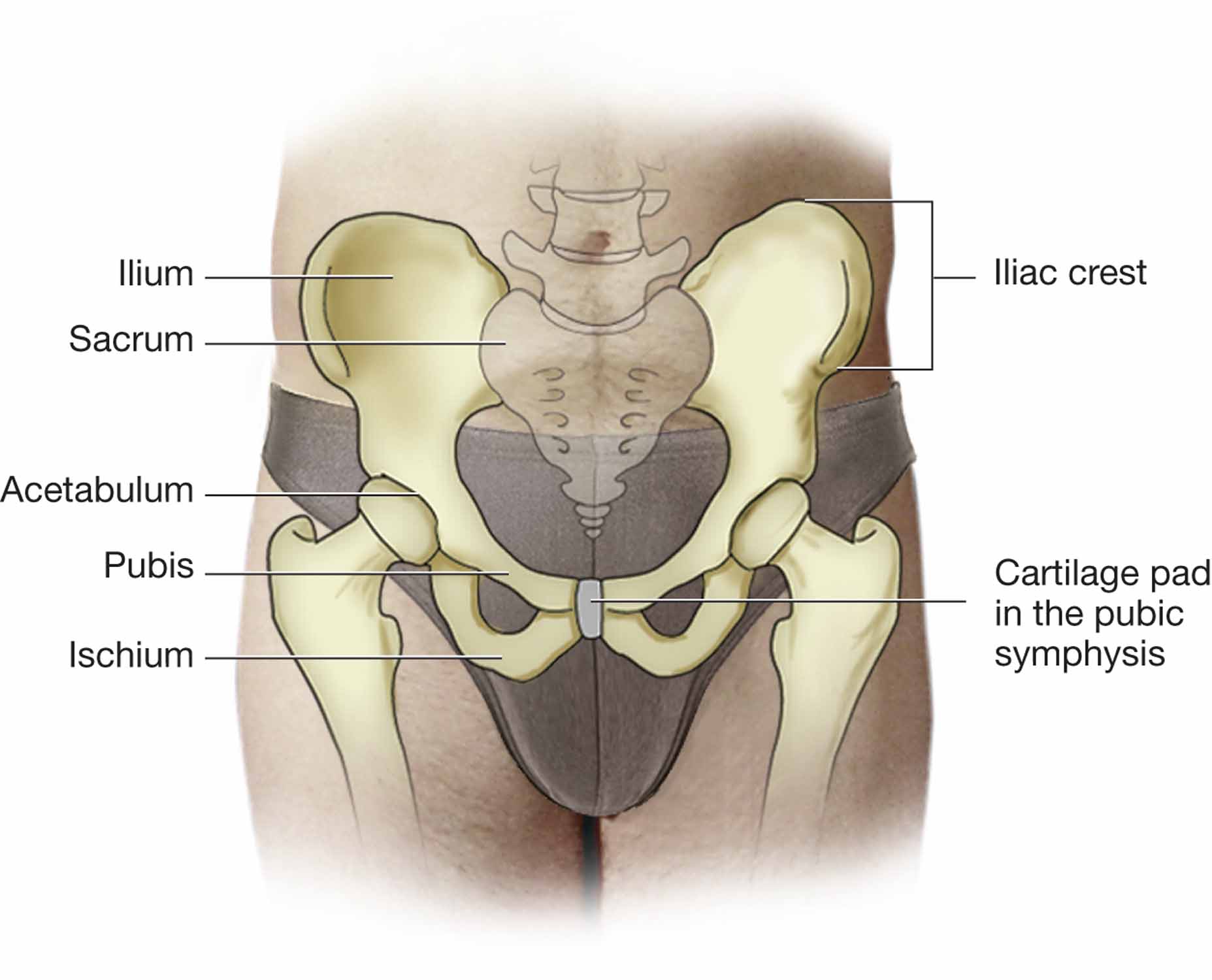 Bones of the hip.