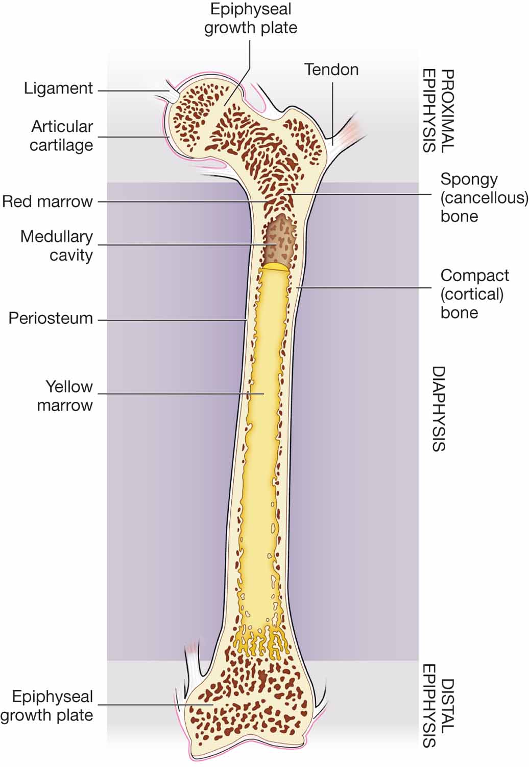 Structure of a bone.