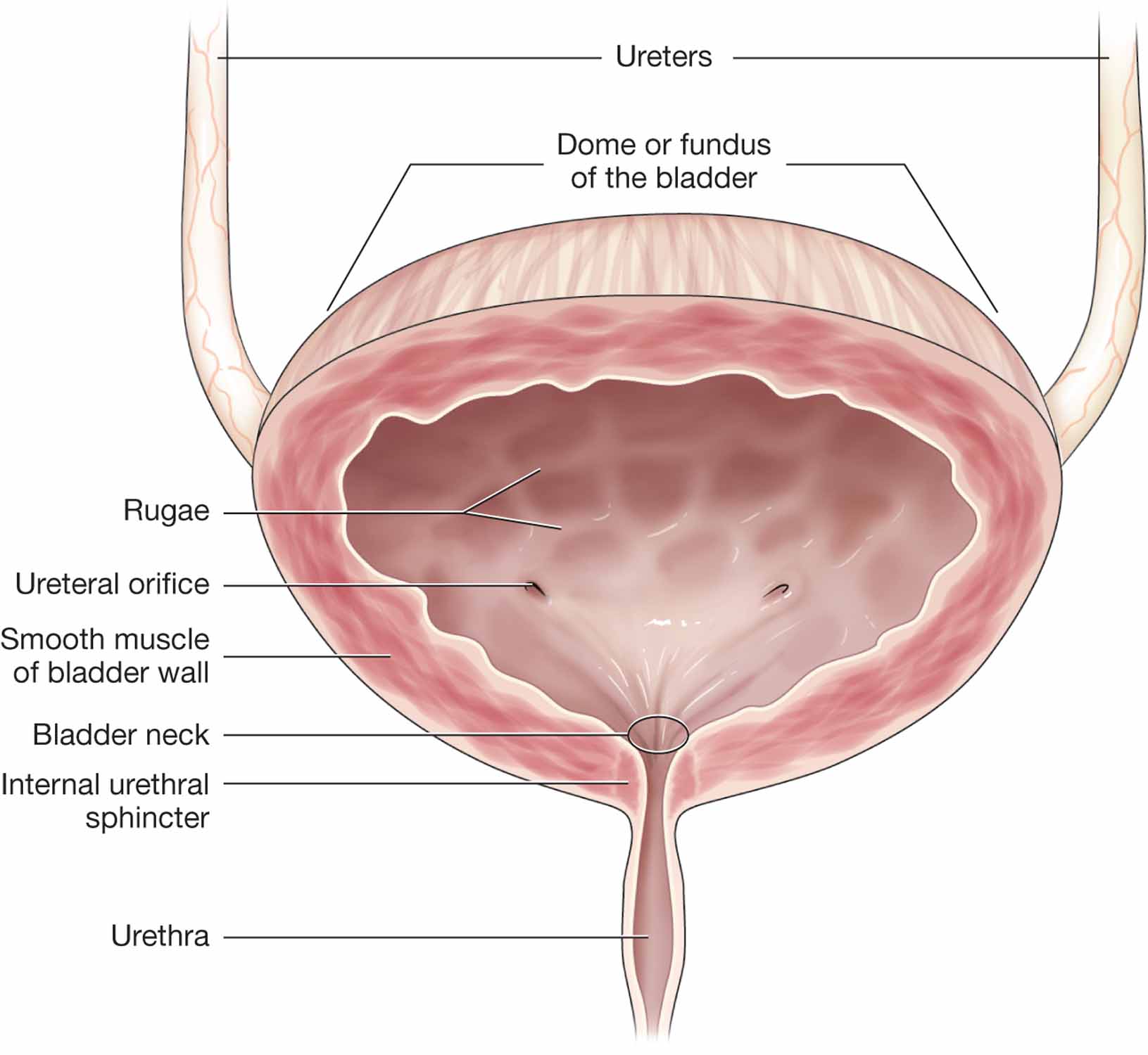 Bladder.