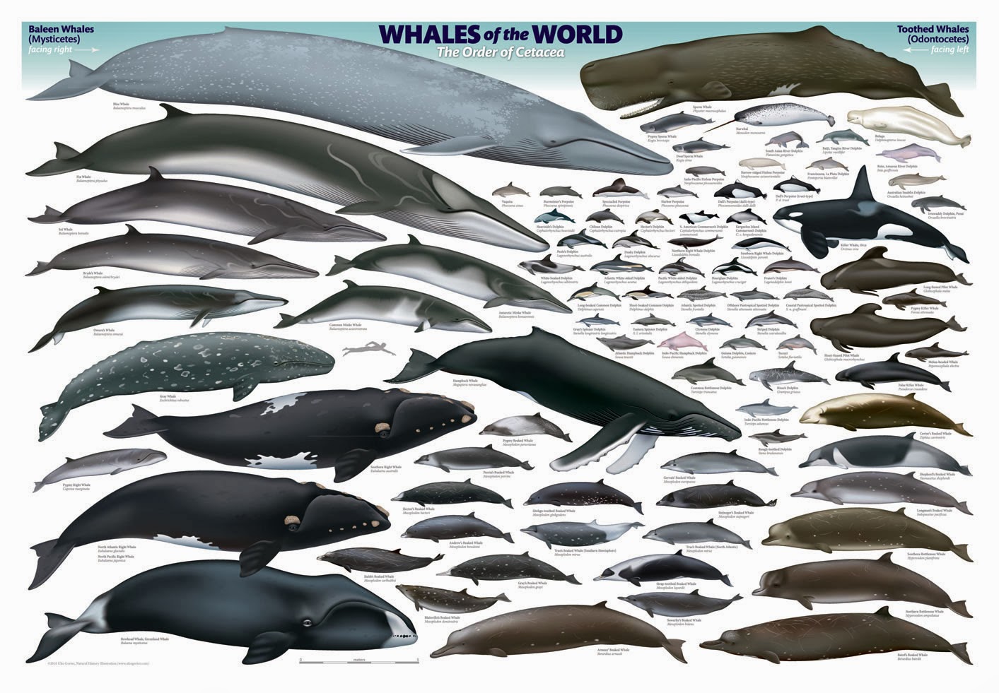 Whales of the World