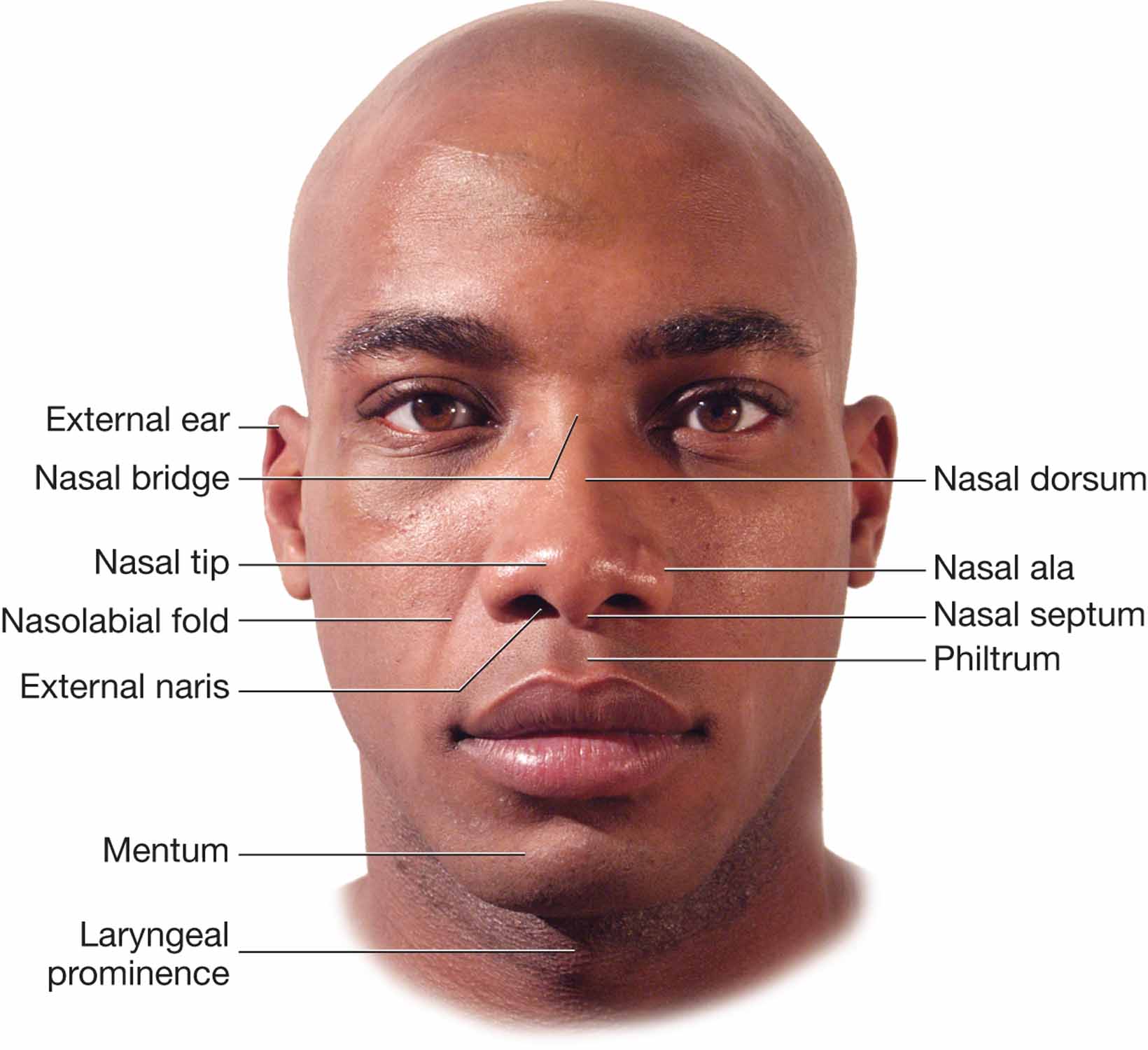 External nose, mouth, and neck.