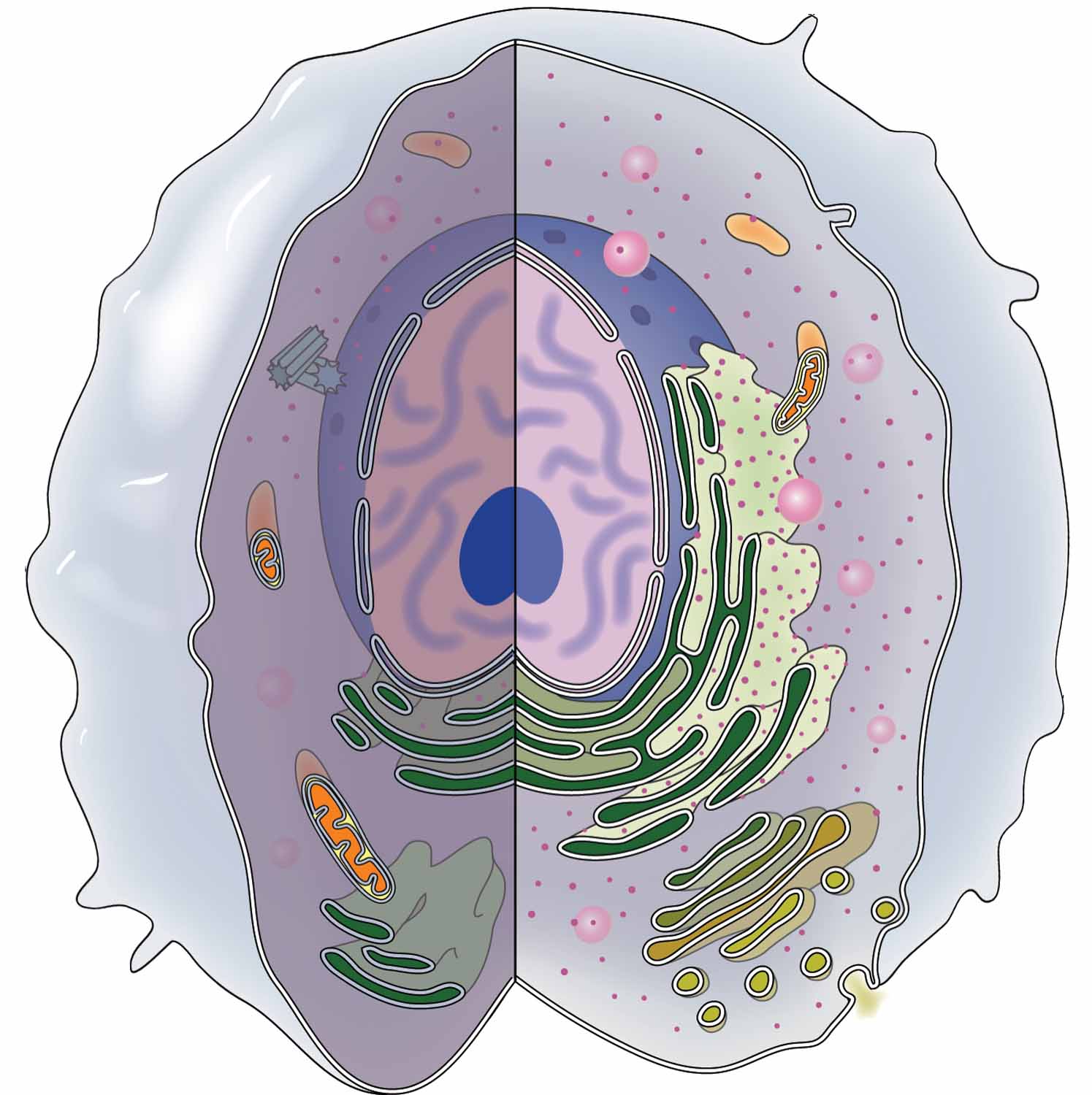 A cell.